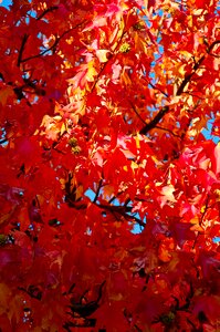 Autumn leaves fall color