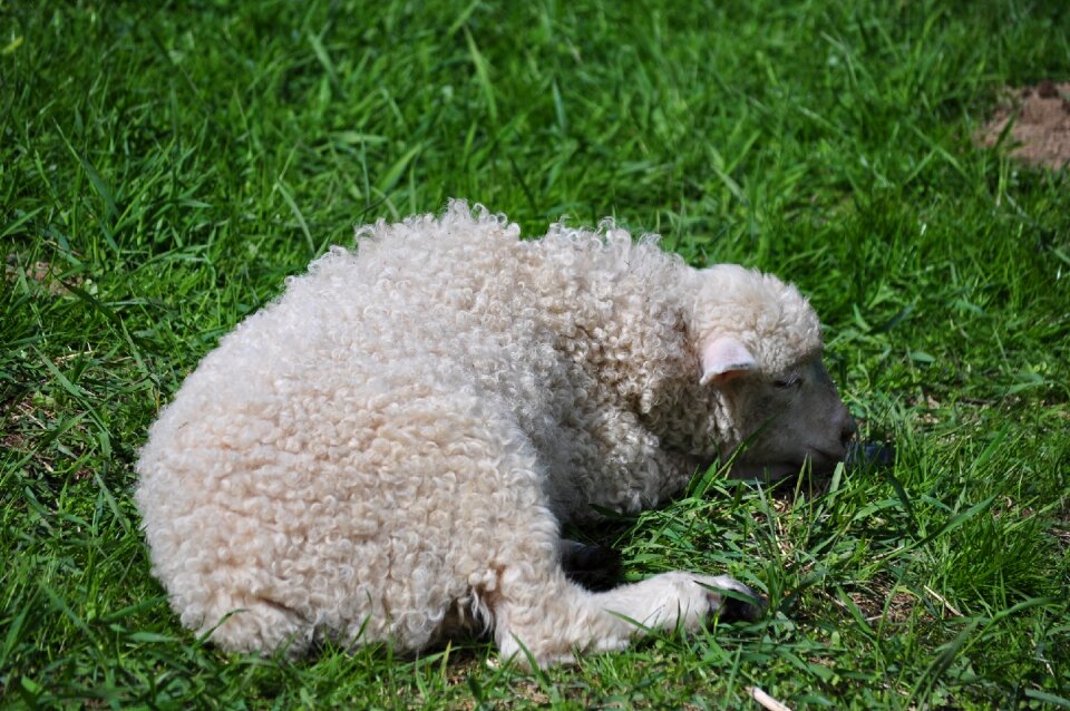 Small sheep animal nature