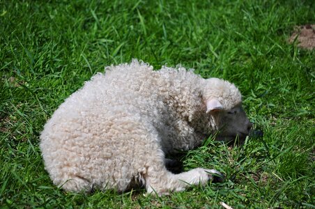 Small sheep animal nature