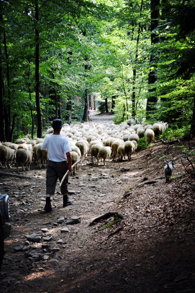 Mountains the shepherd nature