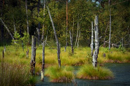 Moorland forest nature reserve photo