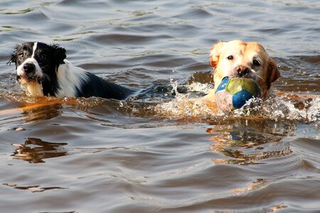 Dogs swimming animal photo