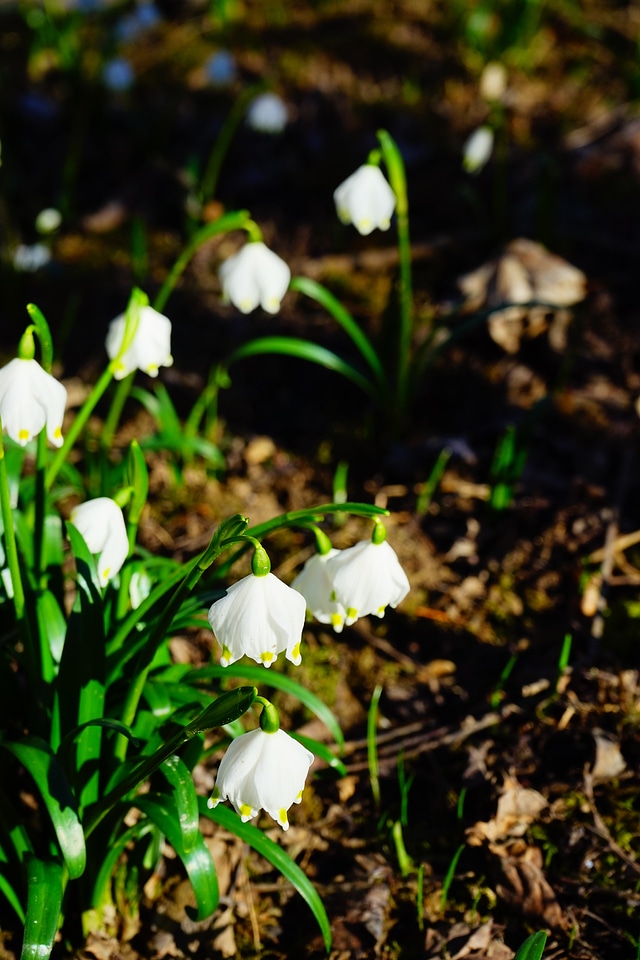 Bloom white forest