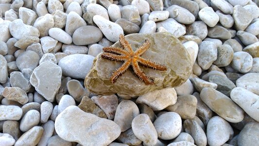 Sea animal sand meeresbewohner