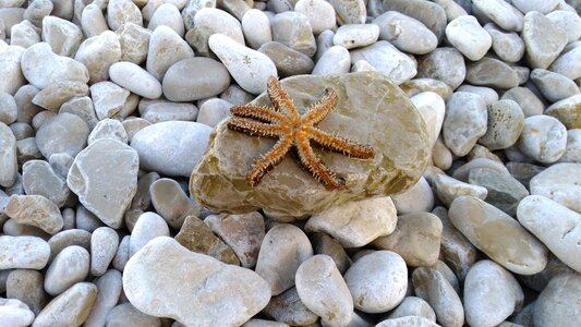 Sea animal sand meeresbewohner photo