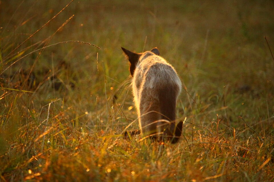 Siamese siam breed cat photo