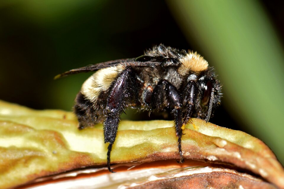 Insectoid pollinate pollination