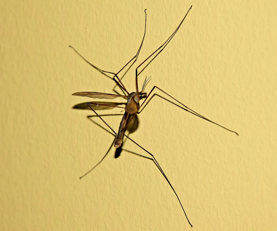 Culicidae insect muchówka