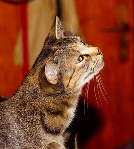 Female animal pet