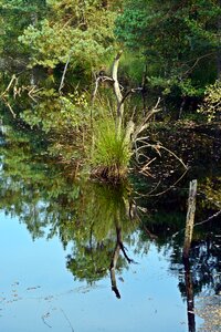 Pietz moor schneverdingen moorland photo