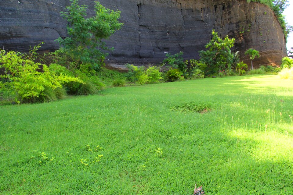 Grenada caribbean gardening