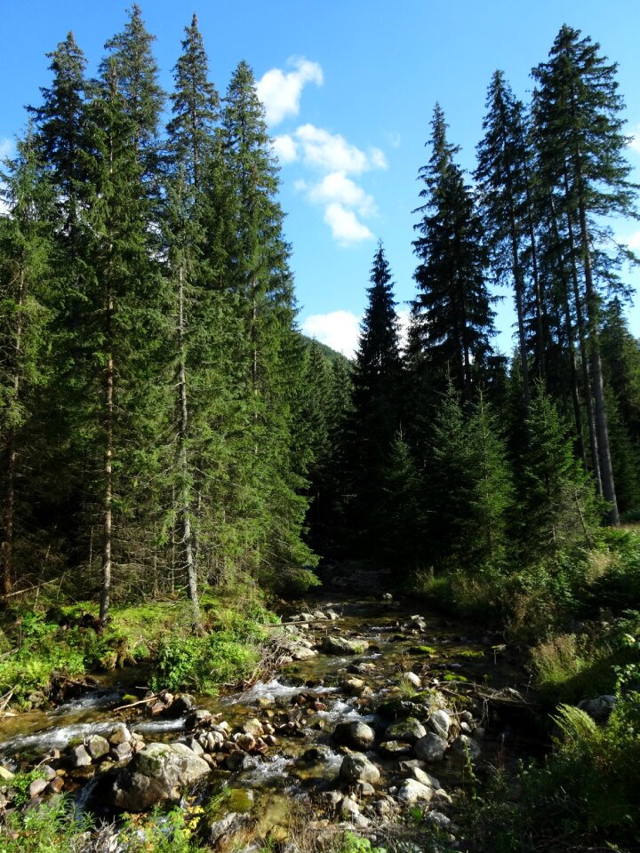 Nature poland the national park
