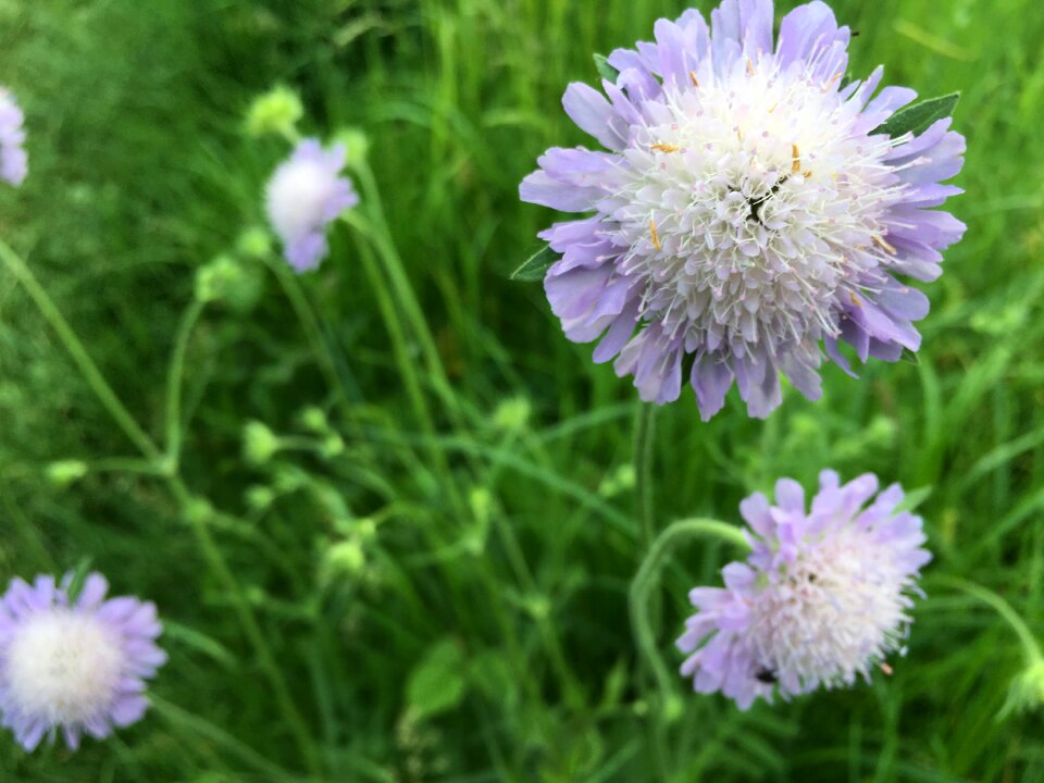 Macro thistle flowers