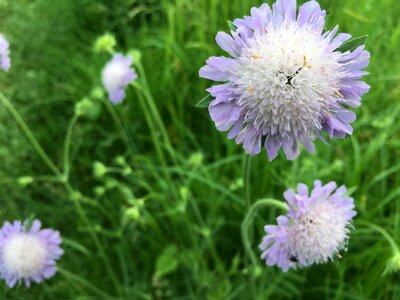 Macro thistle flowers photo