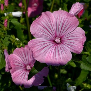 Blossom bloom flower