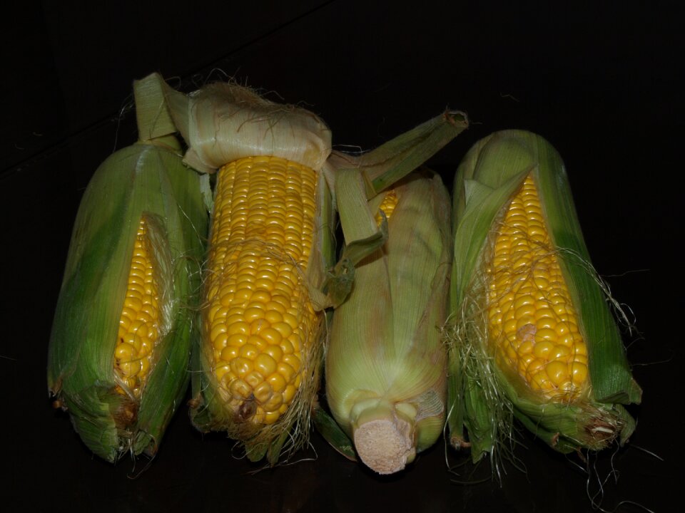 The ear harvest yellow