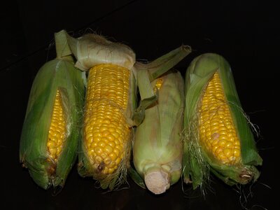 The ear harvest yellow