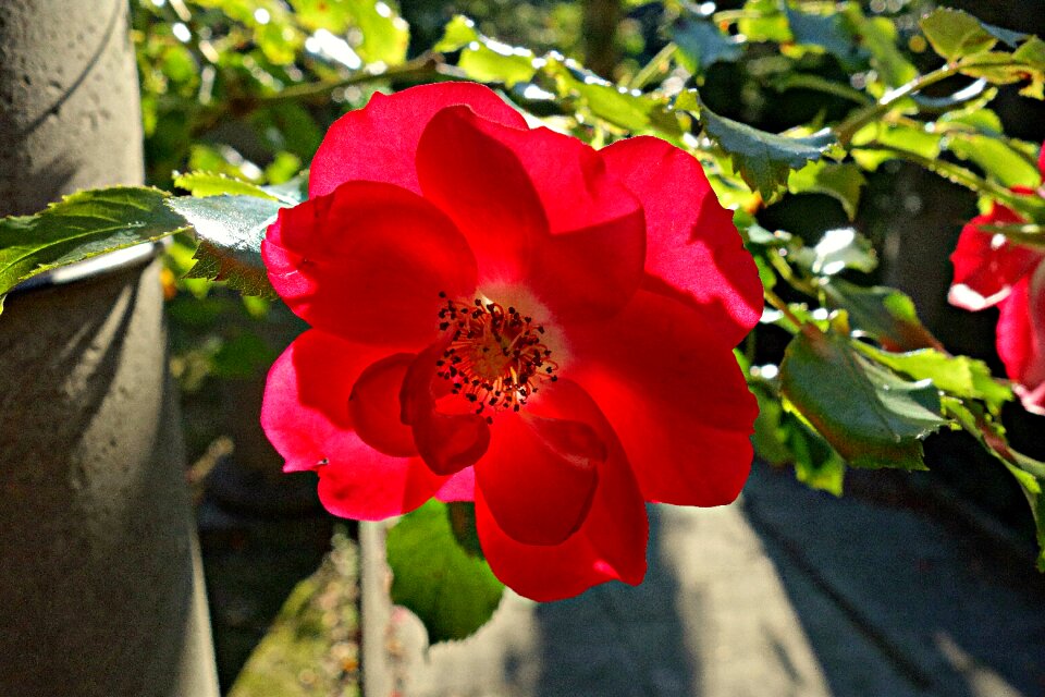 Bloom flowering plant plant
