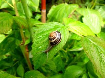 Garden shell summer