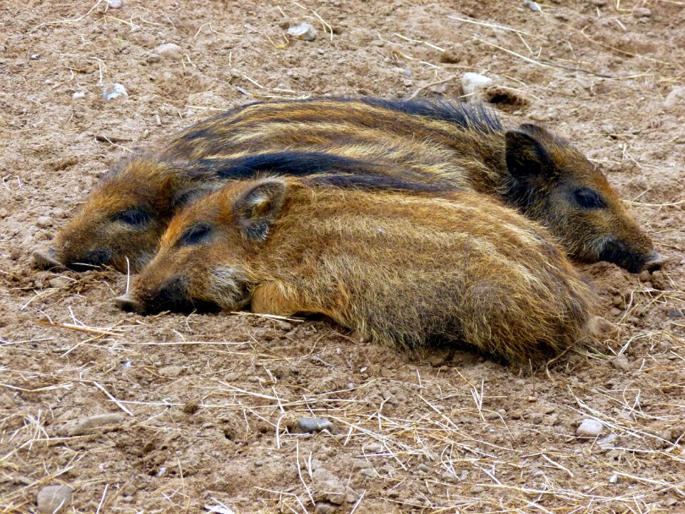 Nature wild boar family