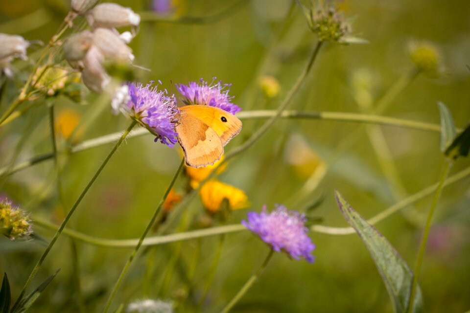 Natural lawn butterfly edelfalter