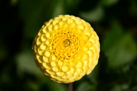 Flower dahlia garden yellow photo