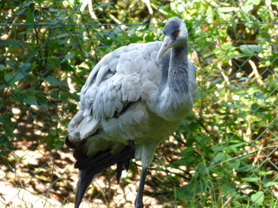 Migratory birds birds nature