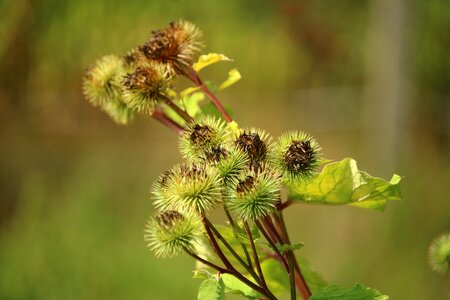 Plant seeds slug burdock