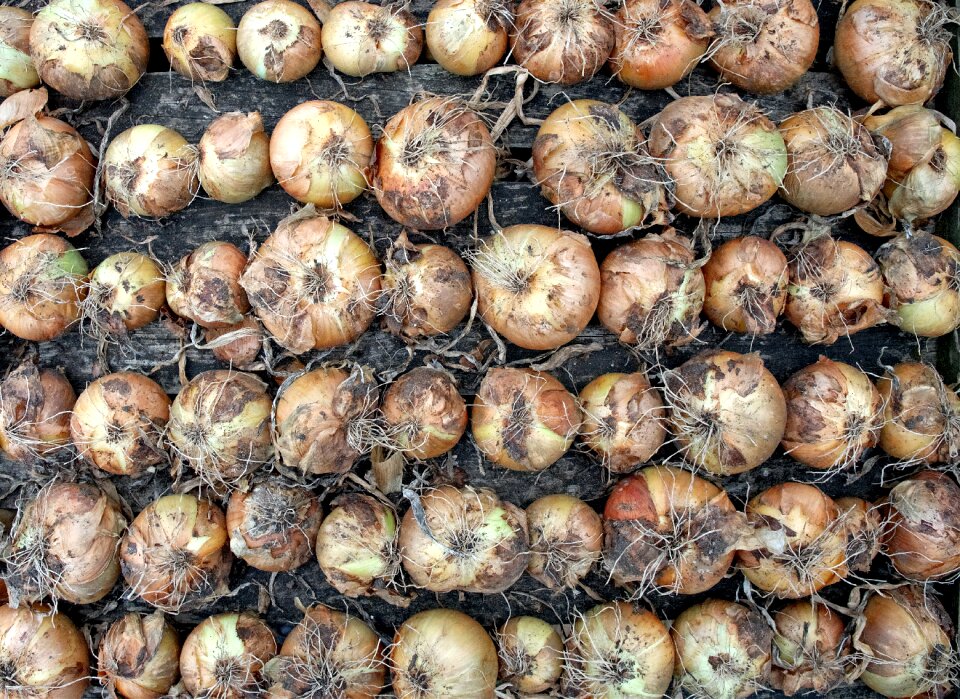 Drying allium bulb photo