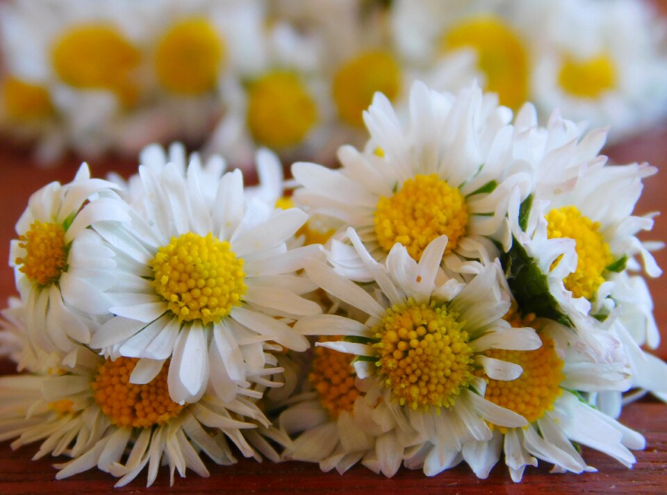 Wildflowers nature flowers