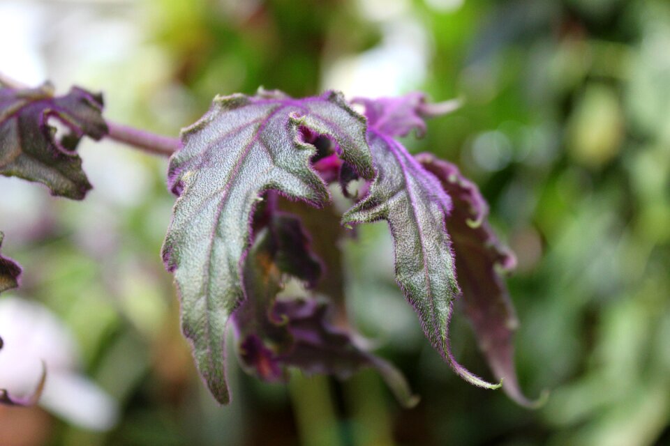 Exotica exotic vegetation