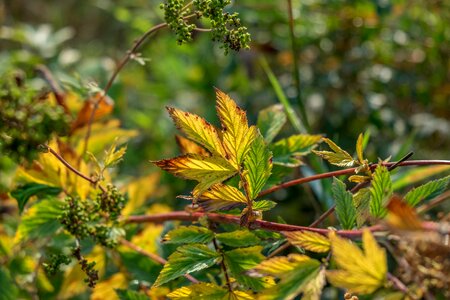 Wild plant bloom leaves
