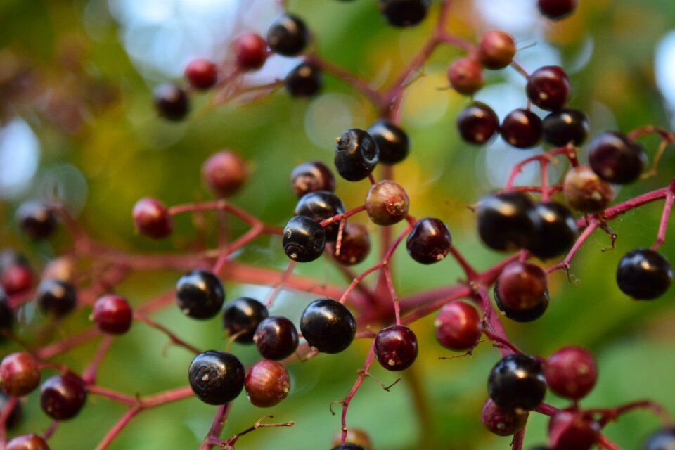 Holder bush black elderberry close up