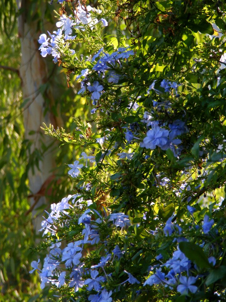Nature plant bloom