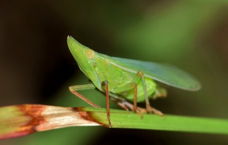 Green insect small insect tiny photo