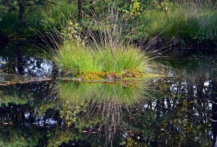Pietz moor schneverdingen moorland