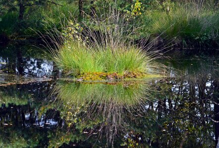 Pietz moor schneverdingen moorland photo