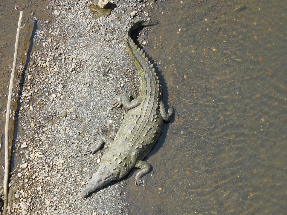 Animal wildlife wild