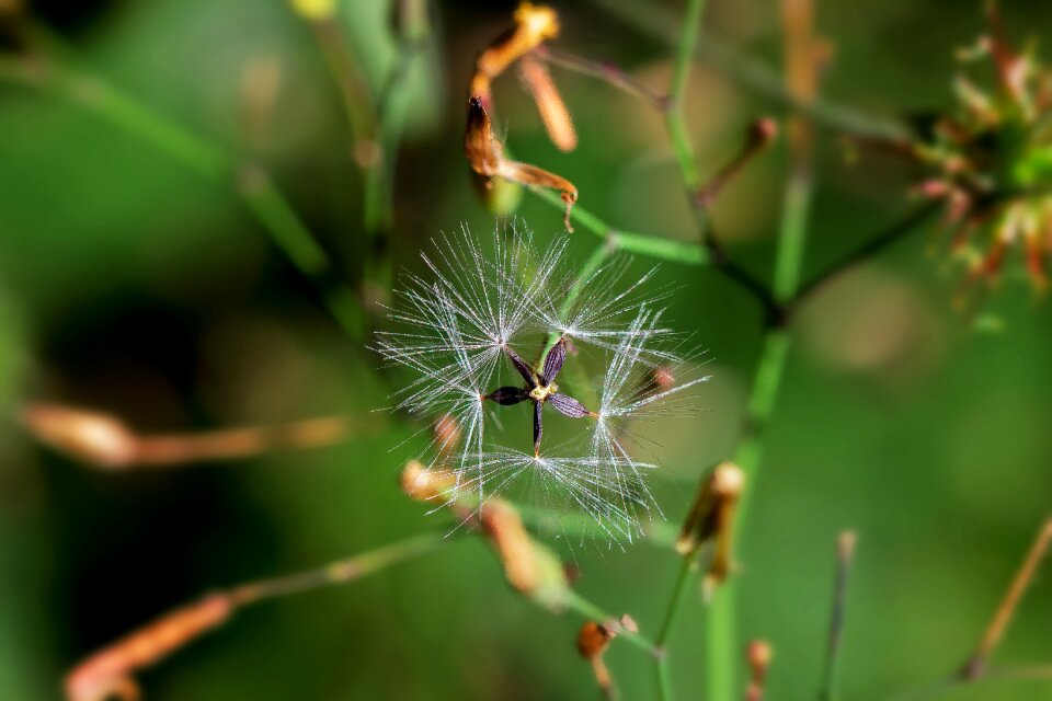 Flying seeds faded macro
