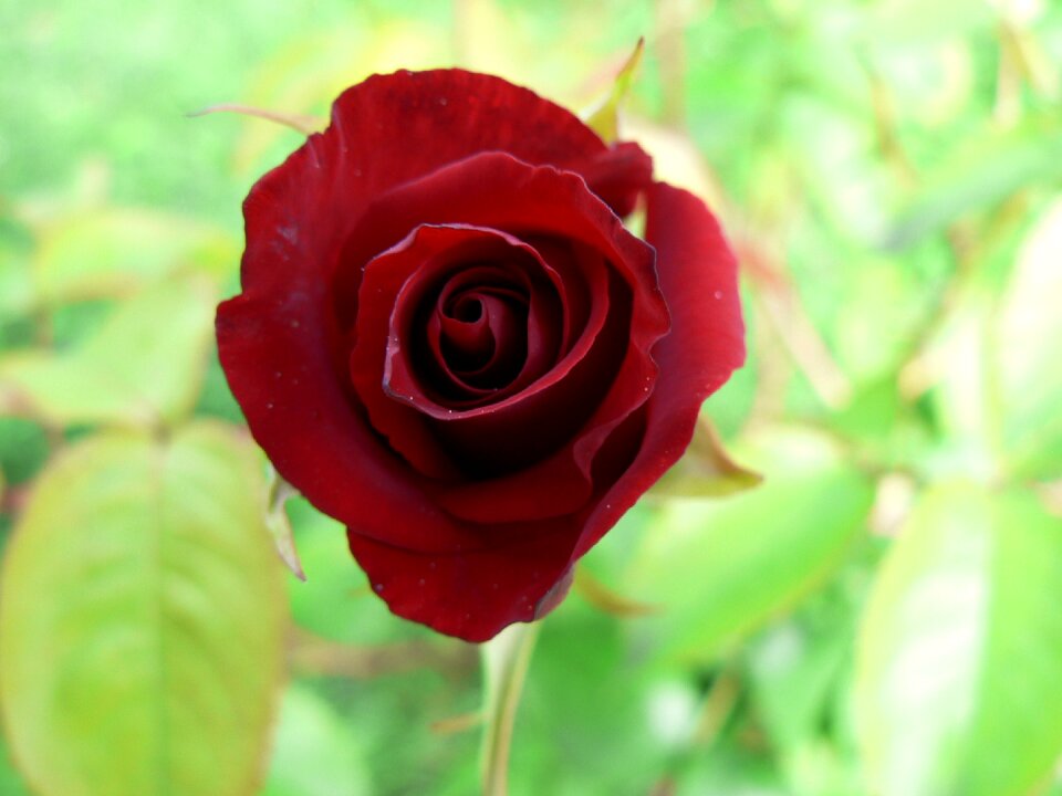 Red rose bloom blossom