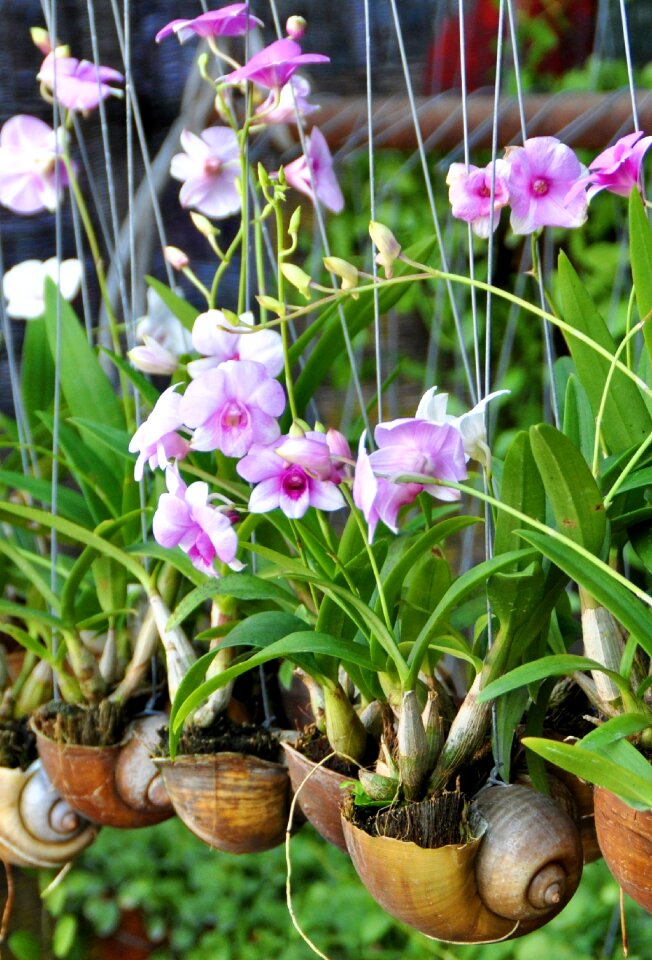 Plant blossom bloom