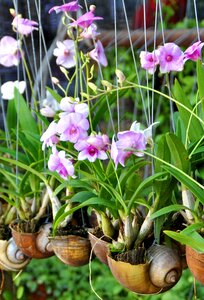 Plant blossom bloom photo