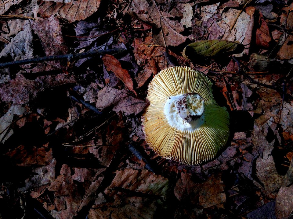 Ridges leaves fungus