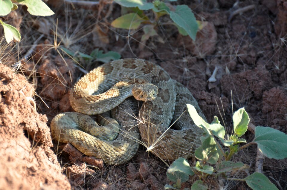 Snake rattle venomous