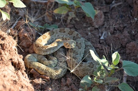 Snake rattle venomous