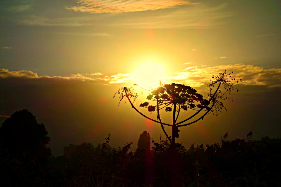 Dusk silhouette hogweed