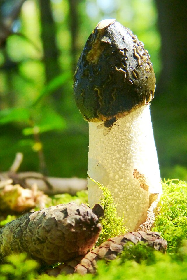 Mushroom common stinkmorchel phallus