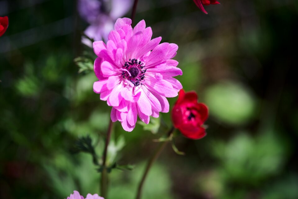 Flower blossom bloom