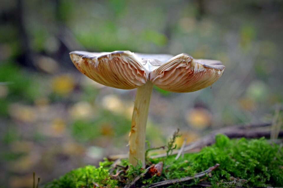 Nature moist mushroom picking