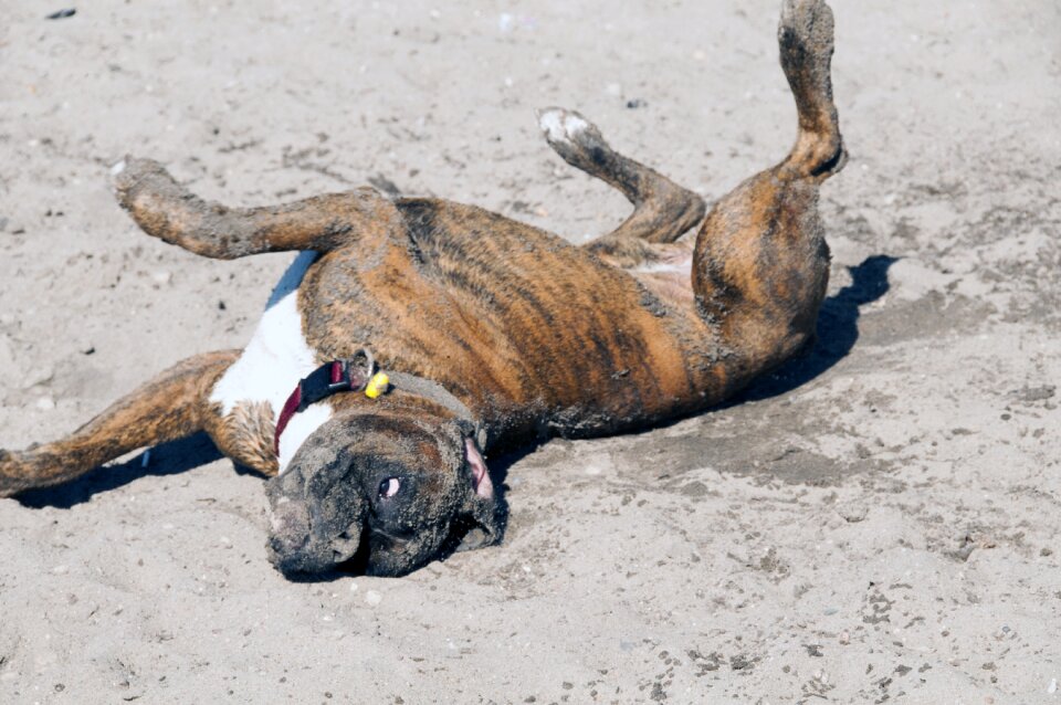 Boxer gymnastics fun